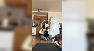 Тренування кота на біговій доріжці