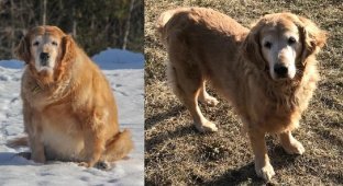 50 dogs who managed to lose extra pounds (50 photos)
