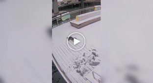 Otters enjoy winter and snow.