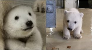 Просто чудо: в немецком зоопарке родился белый медвежонок (6 фото + 1 видео)