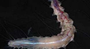 Thousands of unknown creatures: scientists reported new discoveries in the ocean depths (3 photos)