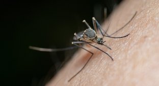 Дерматолог объяснила, почему некоторые люди становятся "магнитами" для комаров (11 фото)
