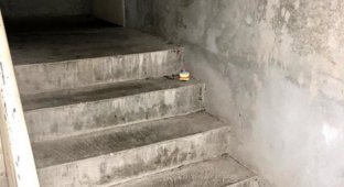 История одного мертвого таракана на лестнице (12 фото)