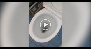 Why you shouldn't flush rats down the toilet