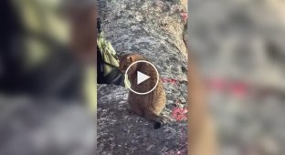 Fearless: a cat walked along the edge of a cliff