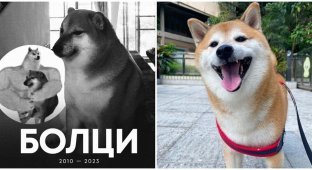 Famous meme dog Chims died in Hong Kong (8 photos)