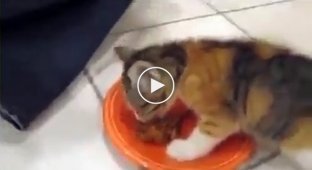 Жадный котенок не хочет делиться едой