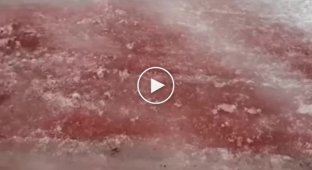 Vodopadny glacier in Altai turns red