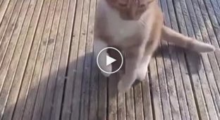Очень хитрый кот, притворяющийся больным