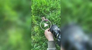 How to properly photograph a hamster in nature