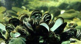 Unusual properties of delicious clams: how oysters save the planet (5 photos)