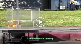 Золотих рибок навчили керувати акваріумобілем