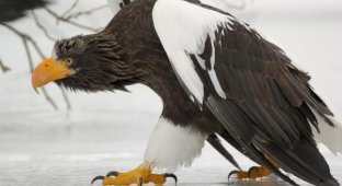 The most terrible birds of prey (12 photos)