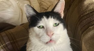 New meme cat named Pancho - look at his face (4 photos)