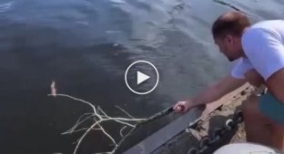 Miraculous rescue of a squirrel about to drown
