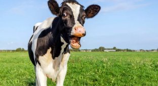 Farmers will pay a huge fine for every cow suffering from flatulence (3 photos)