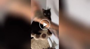 Cat Fu: Furry Martial Artist