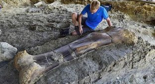Ученые нашли 2-метровую бедренную кость весом полтонны, принадлежавшую гигантскому динозавру (6 фото)