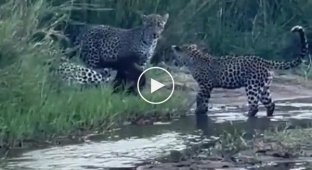 Медоед против троих голодных леопардов