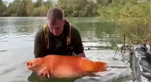 British fisherman caught one of the world's largest goldfish (3 photos)