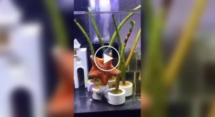 Танець морських зірок