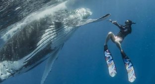 Совершенно потрясающие фотографии совместного плавания дайвера с огромным горбатым китом (6 фото)
