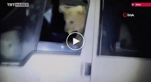 На востоке Турции в автомобиль к отдыхающим забрались медвежата