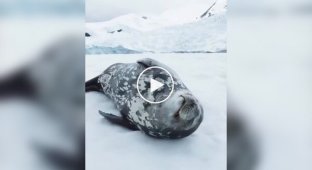 Тюлень «поет» во сне