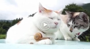Кошка и улитка знакомятся друг с другом