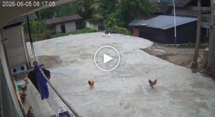 Feathered peacekeepers