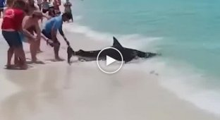 В США мужики поймали акулу и решили на ней покататься