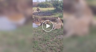 “Mom, for what”: the lioness pushed the baby into the water