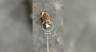 Опытный собачник