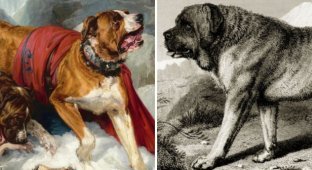 A selection of extinct dog breeds that will never come back (15 photos)