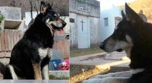 A dog who spent 11 years sleeping near his owner’s grave has died (5 photos)