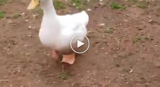 How fast can a very hungry duck reach?