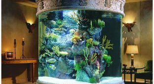 А вы знаете почему эта аквариумная рыбка стоит 400 тысяч долларов (8 фото)