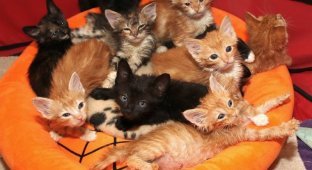 10 rescued kittens sheltered a guy with their furry bodies (5 photos)