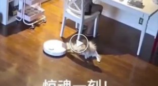 How cats and dogs react to robot vacuum cleaners