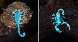 A selection of amazing and luminous animals (14 photos)