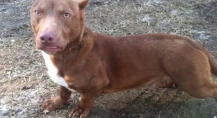 What does a cross between a pit bull and a dachshund look like (5 photos)
