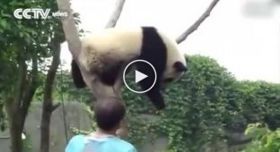 Как снять панду с дерева