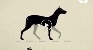 Как двигаются собаки