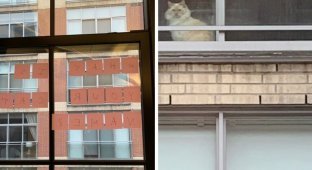 Диалог девушки и кошки через окно позабавил соцсети (6 фото)