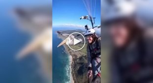 A pelican joined a paraglider during a flight