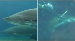 A pregnant shark attacked a veterinarian in South Africa (5 photos + 1 video)
