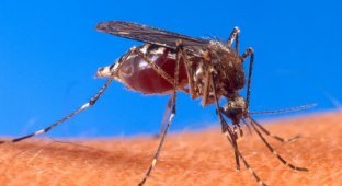 5 самых странных фактов про комаров, что я узнала за последнее время (1 фото)