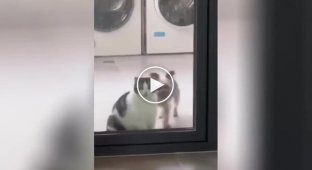 Funny attempts of a dog and a cat to open the door to the room