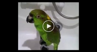 A parrot sings with its owner