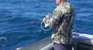 The shark came out of the sea to be outraged by the actions of the fishermen